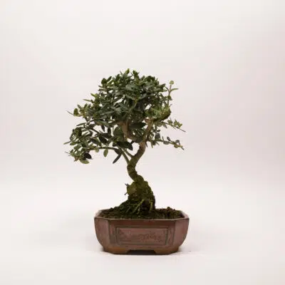 bonsai olivier europeen
