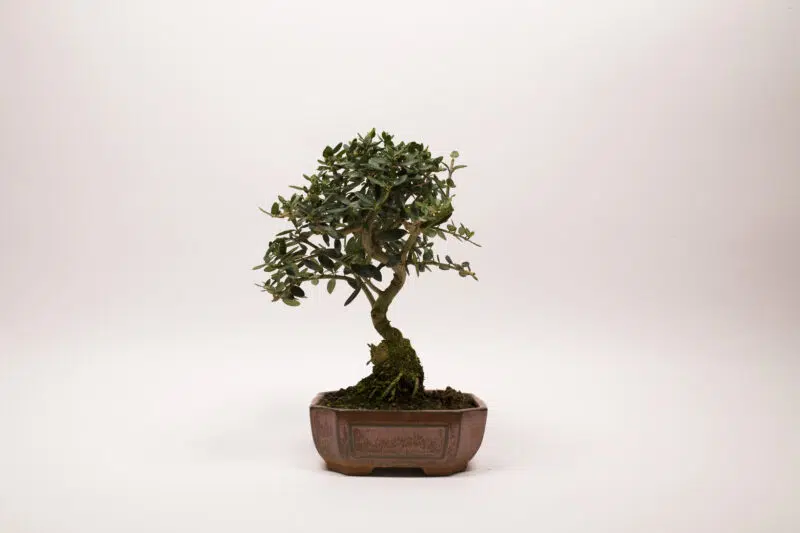 bonsai olivier europeen