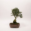 Bonsaï Olivier Européen / Olea Europaea Sylvestris – Image 2