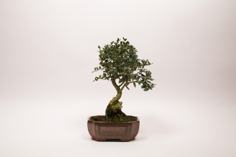 Bonsaï Olivier Européen / Olea Europaea Sylvestris – Image 2