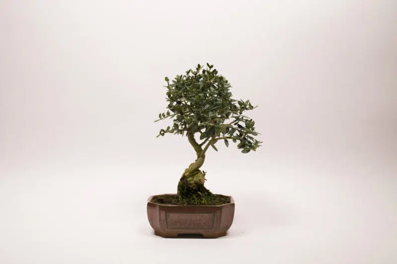 Bonsaï Olivier Européen / Olea Europaea Sylvestris – Image 2