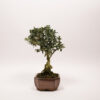 Bonsaï Olivier Européen / Olea Europaea Sylvestris – Image 4