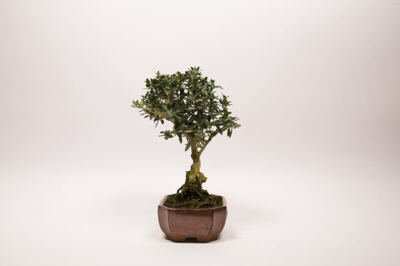 Bonsaï Olivier Européen / Olea Europaea Sylvestris – Image 4