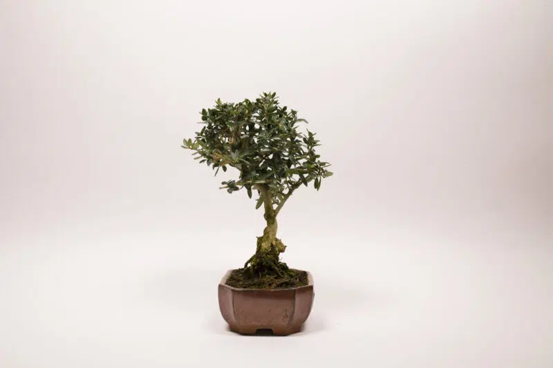 Bonsaï Olivier Européen / Olea Europaea Sylvestris – Image 4