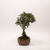 Bonsaï Olivier Européen / Olea Europaea Sylvestris – Image 3