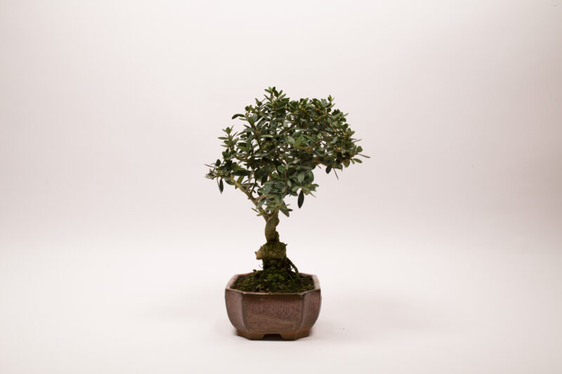 Bonsaï Olivier Européen / Olea Europaea Sylvestris – Image 3