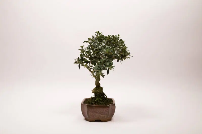 Bonsaï Olivier Européen / Olea Europaea Sylvestris – Image 3