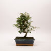 bonsai eleagnus