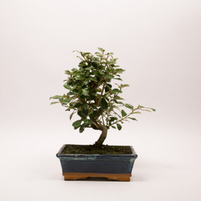 bonsai eleagnus