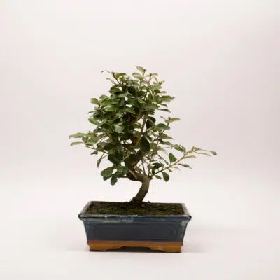 bonsai eleagnus