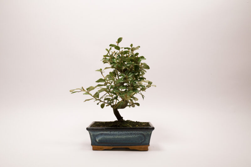 Bonsaï Eleagnus – Image 2