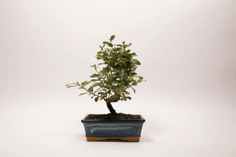 Bonsaï Eleagnus – Image 2