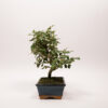 Bonsaï Eleagnus – Image 3