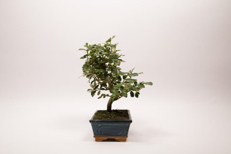 Bonsaï Eleagnus – Image 3