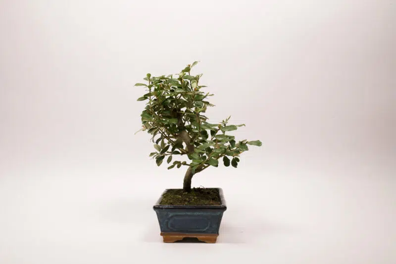 Bonsaï Eleagnus – Image 3