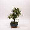 Bonsaï Eleagnus – Image 4
