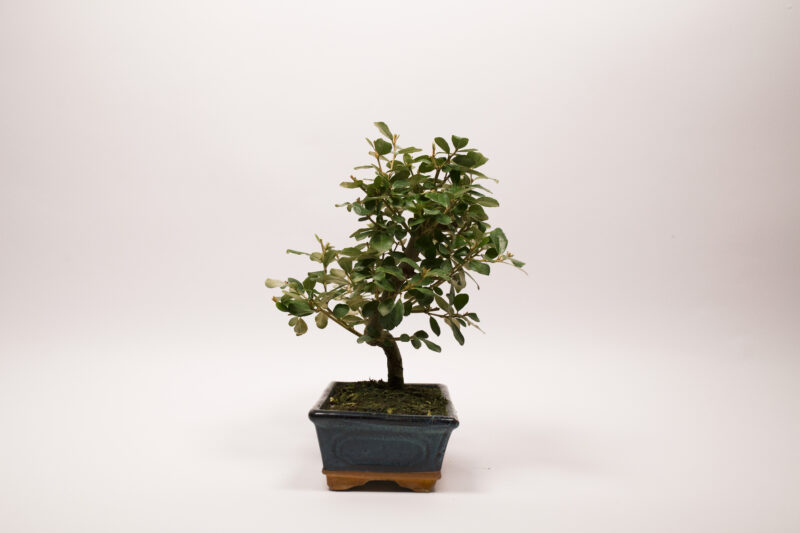 Bonsaï Eleagnus – Image 4