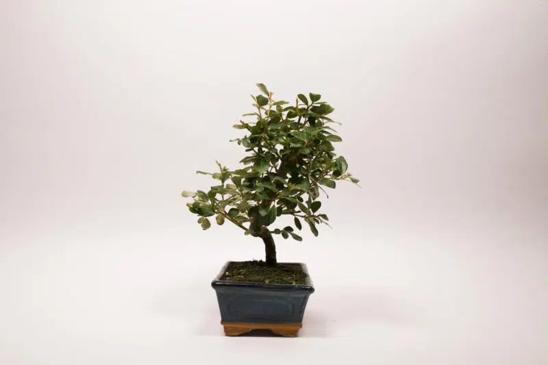 Bonsaï Eleagnus – Image 4
