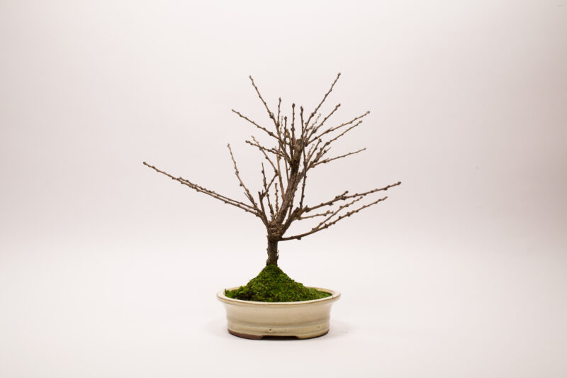 Bonsaï Ragouminier, Cerisier / Prunus Tomentosa – Image 6