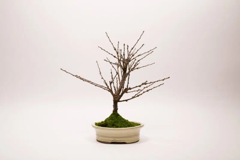 Bonsaï Ragouminier, Cerisier / Prunus Tomentosa – Image 6