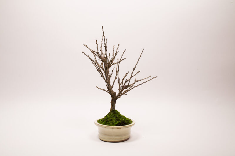 Bonsaï Ragouminier, Cerisier / Prunus Tomentosa – Image 8