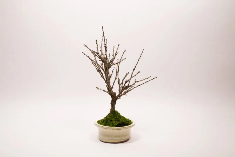 Bonsaï Ragouminier, Cerisier / Prunus Tomentosa – Image 8