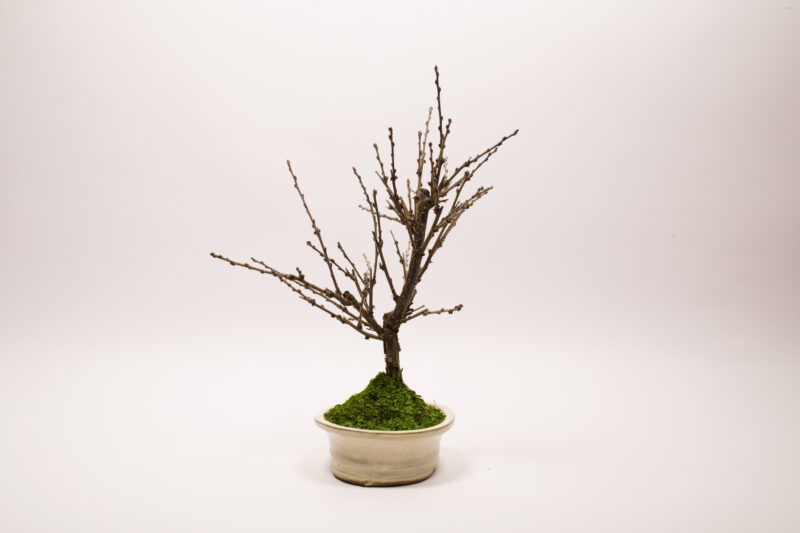 Bonsaï Ragouminier, Cerisier / Prunus Tomentosa – Image 7