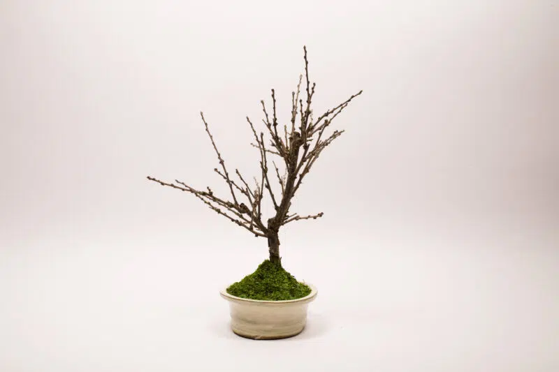 Bonsaï Ragouminier, Cerisier / Prunus Tomentosa – Image 7