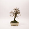 Bonsaï Orme de Chine / Ulmus Parvifolia – Image 3