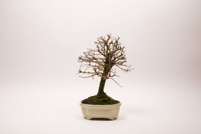 Bonsaï Orme de Chine / Ulmus Parvifolia – Image 3