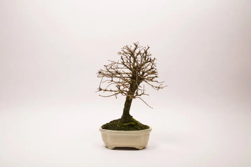 Bonsaï Orme de Chine / Ulmus Parvifolia – Image 3