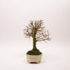 Bonsaï Orme de Chine / Ulmus Parvifolia – Image 5