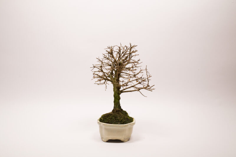 Bonsaï Orme de Chine / Ulmus Parvifolia – Image 5