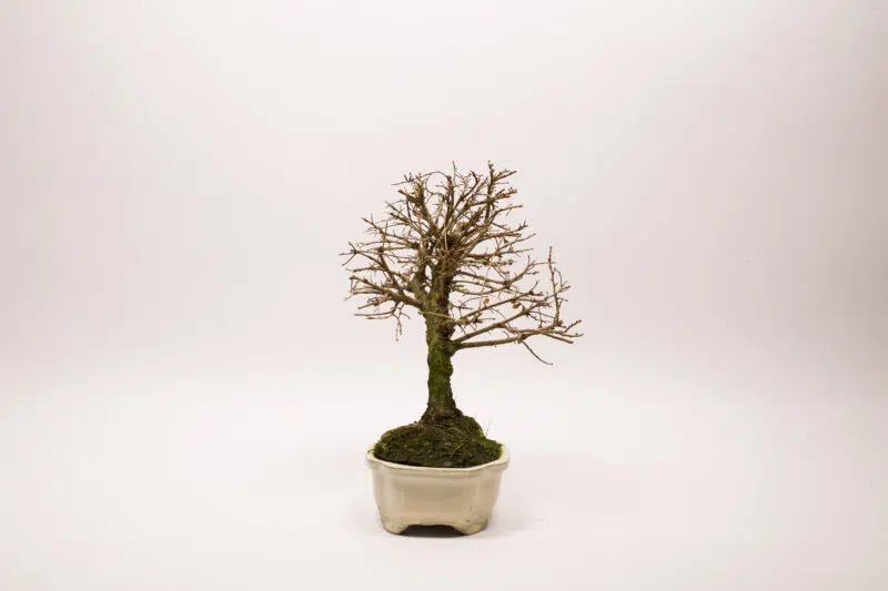 Bonsaï Orme de Chine / Ulmus Parvifolia – Image 5