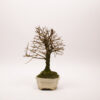 Bonsaï Orme de Chine / Ulmus Parvifolia – Image 4