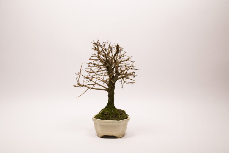 Bonsaï Orme de Chine / Ulmus Parvifolia – Image 4