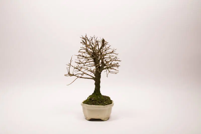Bonsaï Orme de Chine / Ulmus Parvifolia – Image 4