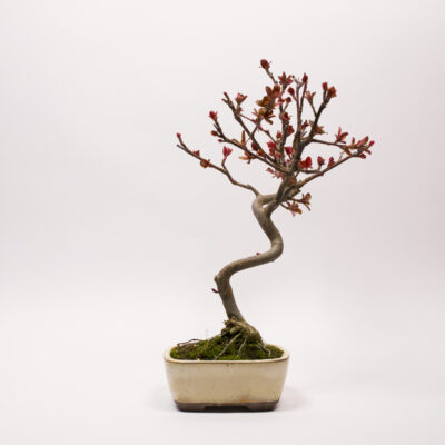 Bonsai