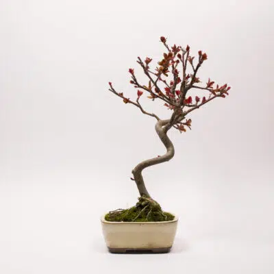 Bonsai