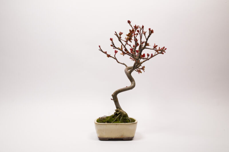 Bonsai