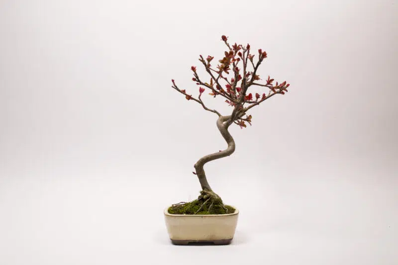 Bonsai