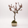 Hausapfelbaum-Bonsai / Malus Domestica – Bild 3