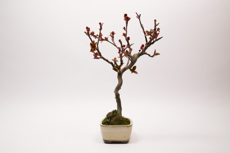 Bonsaï Pommier Domestique / Malus Domestica – Image 3