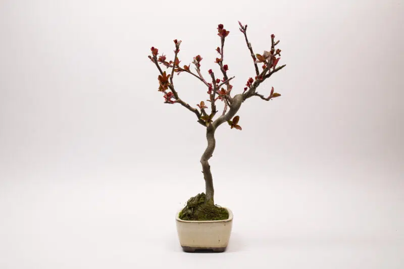 Bonsaï Pommier Domestique / Malus Domestica – Image 3