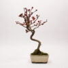 Hausapfelbaum-Bonsai / Malus Domestica – Bild 2