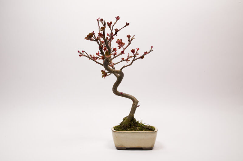 Bonsaï Pommier Domestique / Malus Domestica – Image 2