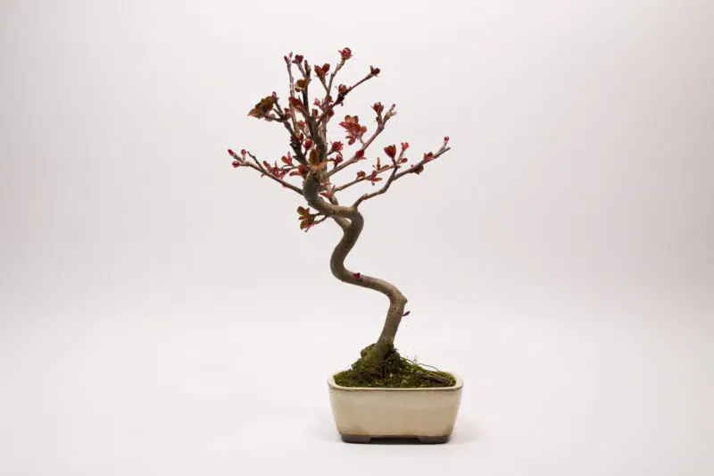 Bonsaï Pommier Domestique / Malus Domestica – Image 2