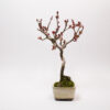 Hausapfelbaum-Bonsai / Malus Domestica – Bild 4