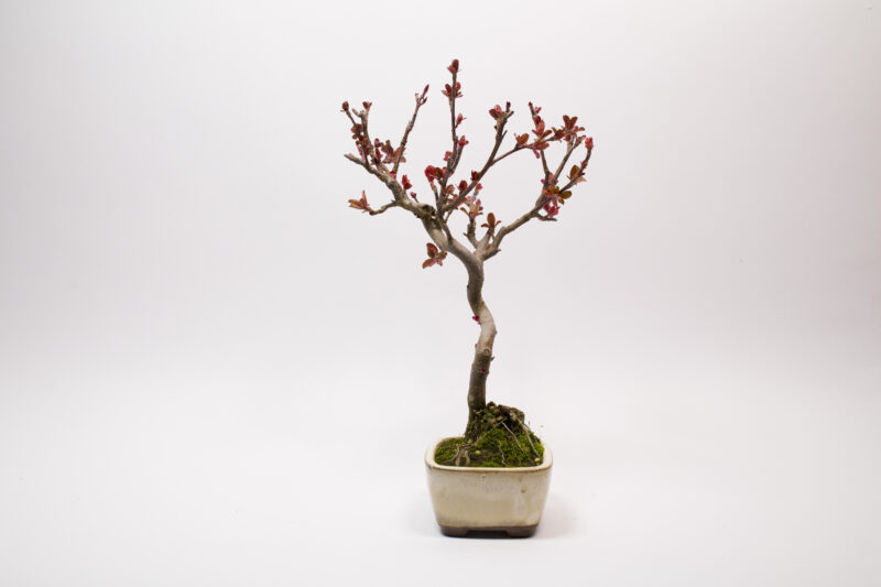 Bonsaï Pommier Domestique / Malus Domestica – Image 4