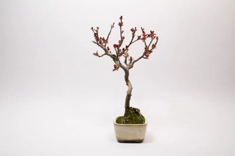 Bonsaï Pommier Domestique / Malus Domestica – Image 4